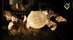 Торговые сигналы и краткосрочный прогноз по BTCUSD, XRPUSD и ETHUSD на 08.05.2025: волновой анализ